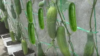 Cara menanam timun dalam ember eskrim | how to grow cucumber from seed to harvest