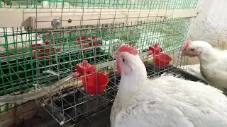 Чашечные поилки своими рУкаМи/////