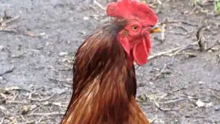 Илья Любинский 