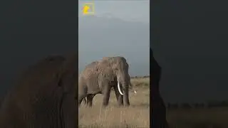 African Savanna Short Documentary | African Elephants 🐘