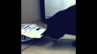 Как Тимоша учил Джима корм воровать.  (Created with @Magist