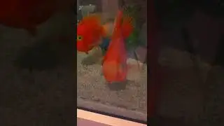 Рыбки под клубную музыку )