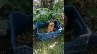 Tavuk işte fındık kabuklarını sevmiş