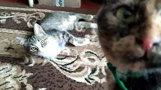 Трехлапый котенок Марсик 🥰😺