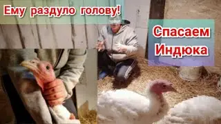 Turkey's head is swollen\\sinusitis in turkeys// experimental treatment for sinusitis in turkeys