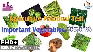 VEGETABLES (ತರಕಾರಿಗಳು) | Agriculture Practical Exam | Kannada & English | KCET Practical Exam | YM