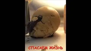 Невероятная тяга к жизни