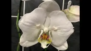 And I have a white orchid - a butterfly!!!!!!)))) Galya caught it during a review in Leroy Merlin...