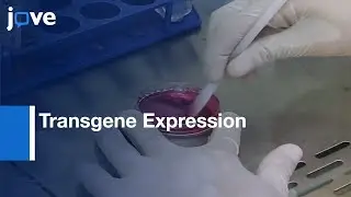 Ecdysone Receptor-based Singular Gene Switch for Transgene Expression | Protocol Preview