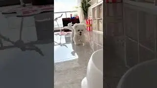 Cute Puppy 🥰 