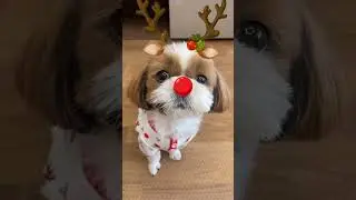 Cutest Shih Tzu Dog 🐶🎅🏻🎄Christmas ✨Magic Transformation✨