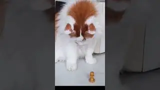 Кот Лучик и Пешка