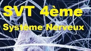 La communication nerveuse - SVT 4ème