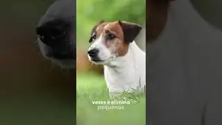 ROYAL CANIN® - Cães e problemas urinários