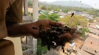 Apis Dorsata, RESCUE & RELOCATION ,              Soft Handling of Indian Wild Honeybees