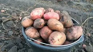 Уборка картофеля 2022 г.