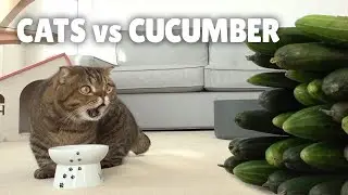 Funny cats scared of cucumbers 😂😂😂😂😂😂😂😂😂