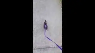 Guy Takes His Baby Duck for a Walk on a Leash