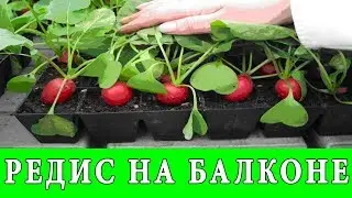 GROWING RADISHES on a GLAZED BALCONY