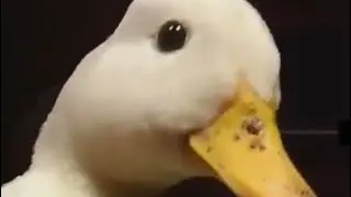 What happened if you watch Quacking in the 90 seconds to time’s