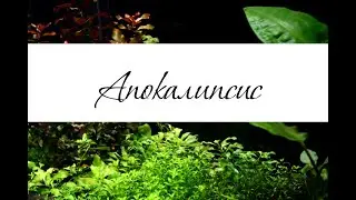 Апокалипсис в аквариуме