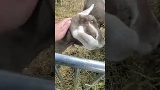 2024 Michigan State Fair 8/31/24