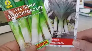 🌱Лук порей. Посев семян в грунт. Сорта Карантанский и Победитель.