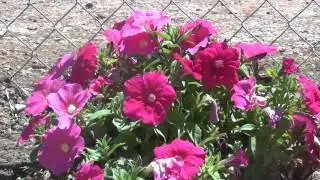 Flowers in the Wind TIME LAPSE 200x