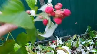 снег 7 октября и малина в Орехово-Зуевском районе