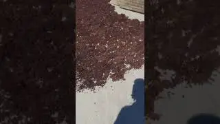 Üzüm Nasıl Kurutulur