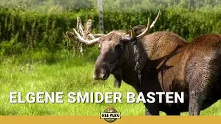 Elgene smider basten