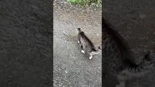 Кот как Собака… неожиданно поведение..