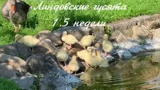 Линдовские гусята 1,5 недели