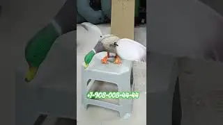 #охота #махокрыл