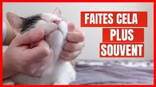 15 Choses que vous devriez faire plus souvent pour votre Chat (améliore instantanément sa vie)