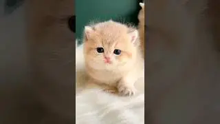 so cute 😻cute kitten 🐾
