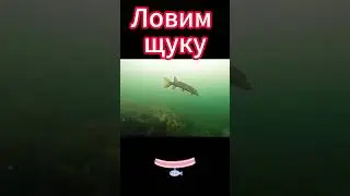 Pike fishing with live bait