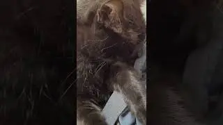 Onyx is peacefully sleeping in my lap.