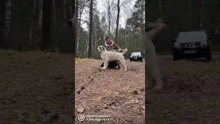 Алабаи Алабай 