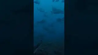 Spearfishing TRIPLE SHOT 
