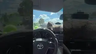 Кот таксист Барсик