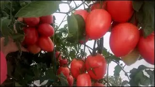 Этот ТОМАТ можно назвать ШЕДЕВРОМ