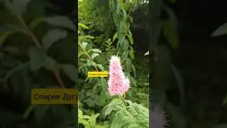 25.07.24г🌹Кустики цветут!!!😊