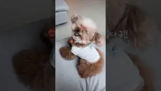 사람말을 다 알아듣는 강아지🐻 #미소아라티티