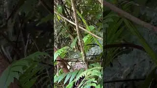 Best hike in Puerto Rico! El Yunque! #hiking #backpacking #travel #puertorico #mountains #rainforest