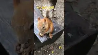 #forest  #animals #squirrel