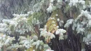 Beautiful rain/rain footage/No Copyright Video