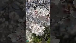 Menikmati keindahan bunga sakura