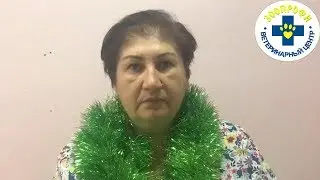 У ВАС ДОМА ЕСТЬ КОШКИ? ПРЯЧЬТЕ ДОЖДИК И МИШУРУ НА НОВЫЙ ГОД