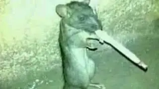 Это фотошоп или реальное фото?